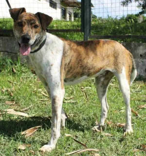 Cachorro raça SRD idade 1 ano nome Jumanji