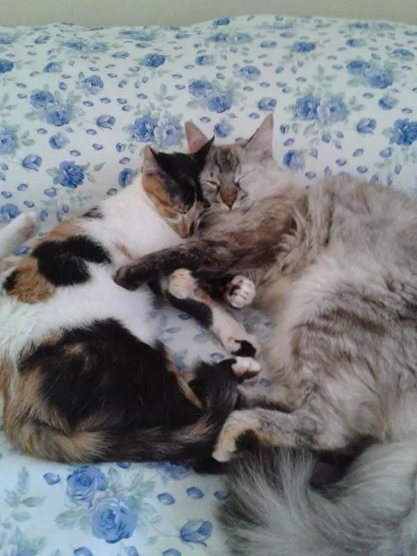 Gato ra a SRD idade 1 ano nome Frida e Susie