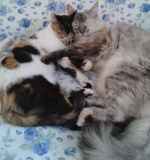 Gato raça SRD idade 1 ano nome Frida e Susie
