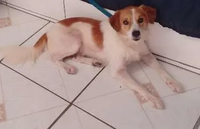 Cachorro ra a SRD idade 3 anos nome Mike