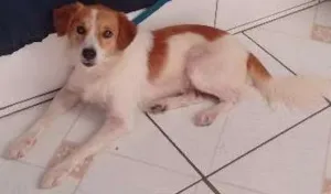 Cachorro raça SRD idade 3 anos nome Mike