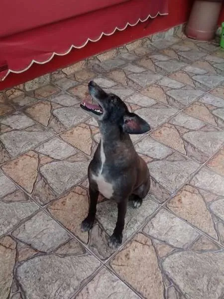 Cachorro ra a SRD idade 5 anos nome Bob