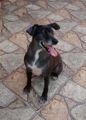 Cachorro ra a SRD idade 5 anos nome Bob