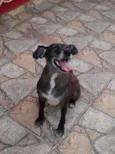 Bob