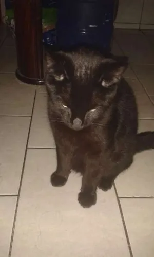 Gato raça sem raça idade 2 a 6 meses nome pretinho