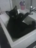 pretinho