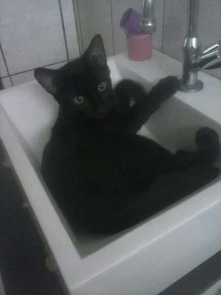 Gato ra a sem raça idade 2 a 6 meses nome pretinho