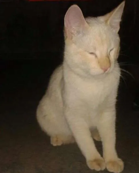 Gato ra a sem raça idade 2 a 6 meses nome Luan Santana