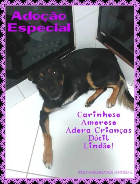 Cachorro ra a Original idade 1 ano nome Amor