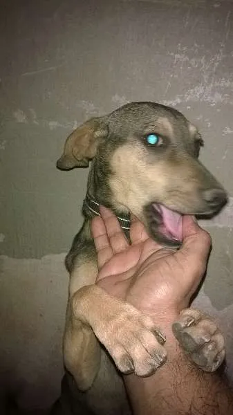 Cachorro raça Indefinida idade 2 a 6 meses nome Pisquila