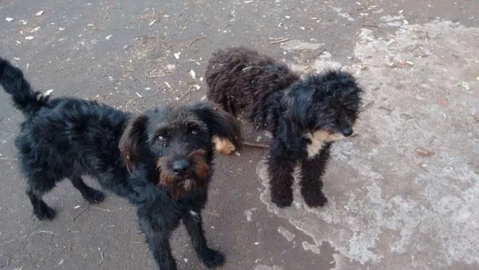 Cachorro ra a não sei  idade 7 a 11 meses nome Não sei 