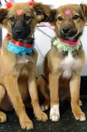 Cachorro raça Mista idade 2 a 6 meses nome Sophia e Laura