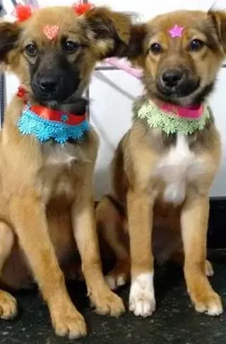 Cachorro ra a Mista idade 2 a 6 meses nome Sophia e Laura