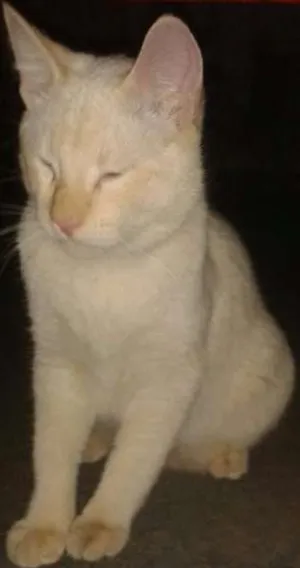 Gato raça sem raça idade 2 a 6 meses nome Luan Santana