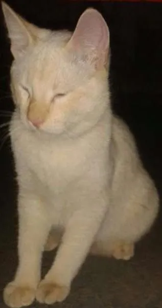Gato ra a sem raça idade 2 a 6 meses nome Luan Santana