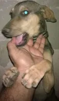 Pisquila