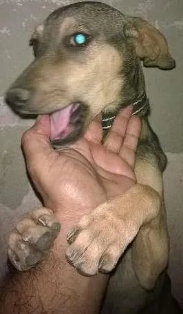 Cachorro raça Indefinida idade 2 a 6 meses nome Pisquila