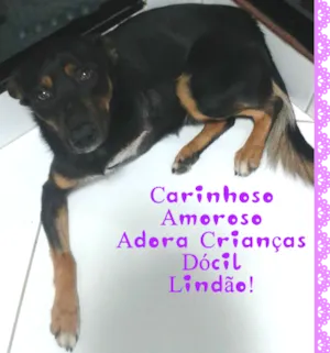 Cachorro raça Original idade 1 ano nome Amor