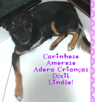 Cachorro ra a Original idade 1 ano nome Amor