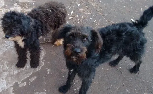 Cachorro ra a não sei  idade 7 a 11 meses nome Não sei 
