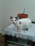 Docinho