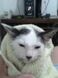 Docinho