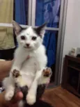 Docinho