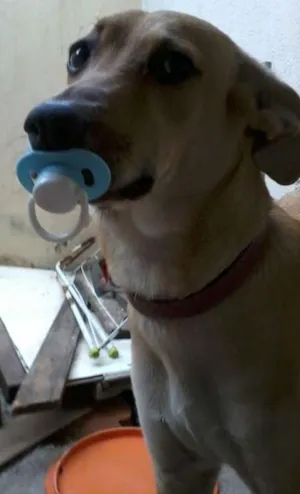 Cachorro raça Husky Siberiano com vira-lata idade 7 a 11 meses nome bela
