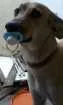 Cachorro raça Husky Siberiano com vira-lata idade 7 a 11 meses nome bela