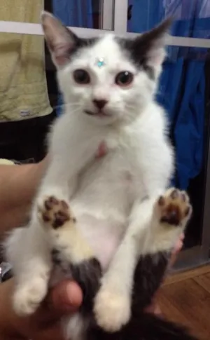 Gato raça SRD idade 2 a 6 meses nome Docinho