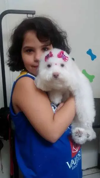 Cachorro ra a Poodle idade 2 anos nome Brenda GRATIFICA