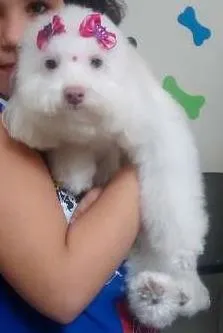 Cachorro ra a Poodle idade 2 anos nome Brenda GRATIFICA