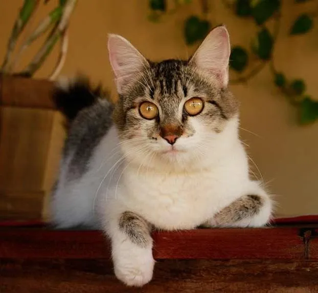 Gato ra a SRD idade Abaixo de 2 meses nome filhotes