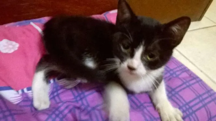 Gato ra a fofa idade Abaixo de 2 meses nome ainda não tem nome