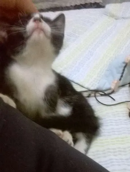 Gato ra a fofa idade Abaixo de 2 meses nome ainda não tem nome