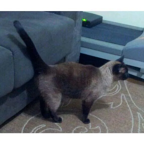 Gato ra a Siamês idade 3 anos nome VITANY
