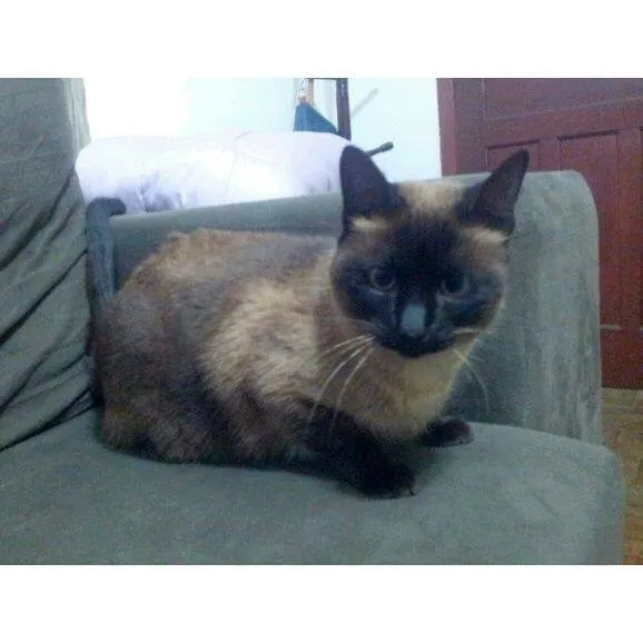 Gato ra a Siamês idade 3 anos nome VITANY
