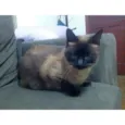 VITANY