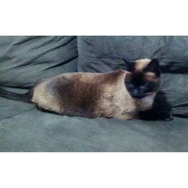 Gato ra a Siamês idade 3 anos nome VITANY