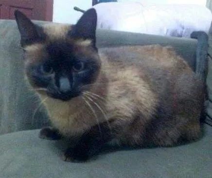 Gato ra a Siamês idade 3 anos nome VITANY