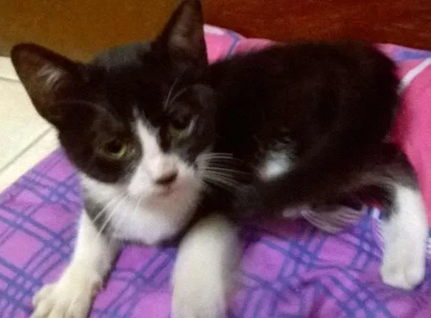 Gato ra a fofa idade Abaixo de 2 meses nome ainda não tem nome