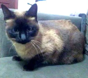Gato raça Siamês idade 3 anos nome VITANY