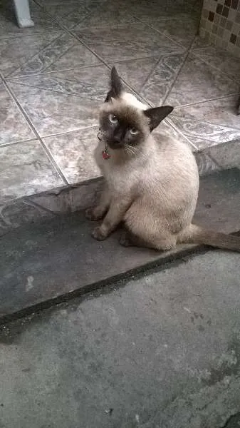 Gato raça Siamesa idade 7 a 11 meses nome Quiara