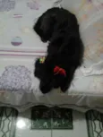 pretinha
