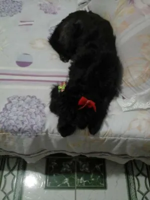 Cachorro raça Poodle idade  nome pretinha