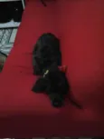 pretinha