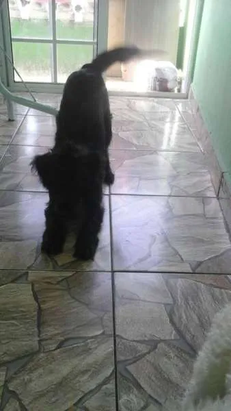 Cachorro ra a Poodle idade  nome pretinha