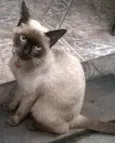 Quiara