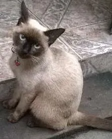 Gato raça Siamesa idade 7 a 11 meses nome Quiara