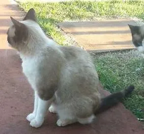 Gato raça a melhor idade 7 a 11 meses nome sei la